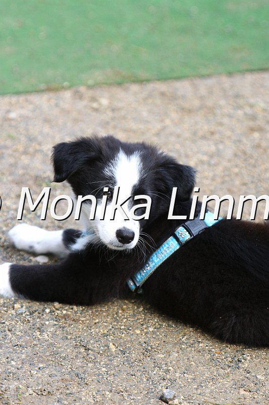 006M4059_e Koestler.JPG